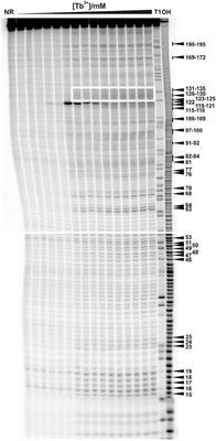 Tb3+-Cleavage Assays Reveal Specific Mg2+ Binding Sites Necessary to Pre-fold the btuB Riboswitch for AdoCbl Binding